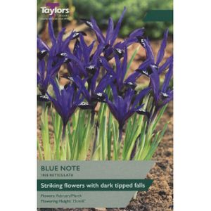 Taylors Ax Iris Dwarf Blue Note