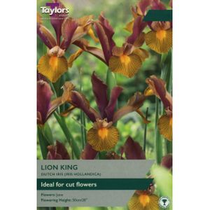 Taylors Iris Lion King