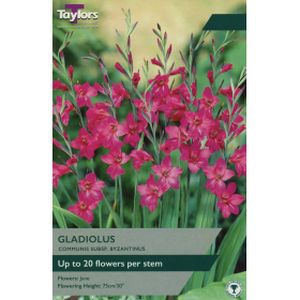 Taylors Gladiolus Italicus Byzantius