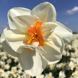 Taylors Daffodil Flower Drift 20kg