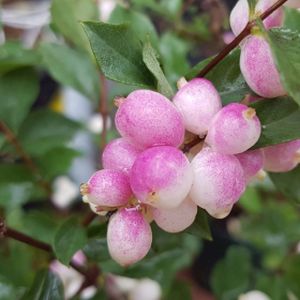 Symphoricarpos 'Magical Candy' 2L