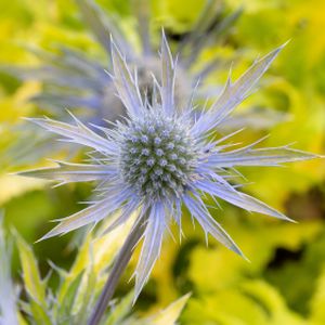 Eryngium x zabelii 'Neptune's Gold' 2L