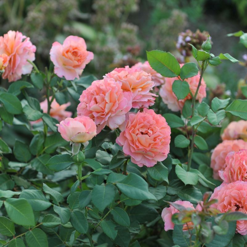 Rosa 'Rachel' (Hybrid Tea) 5L - Coolings Garden Centre