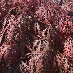 Acer palmatum var. dissectum 'Garnet' (AGM) 7.5L