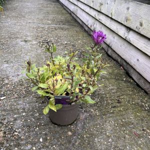 Alstroemeria 'Inticancha Indigo' 3L