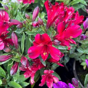 Alstroemeria 'Inticancha Red' 3L