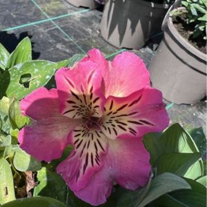 Alstroemeria 'Inticancha Sunshine' 3L