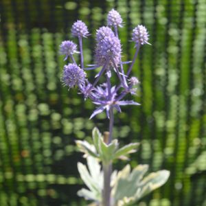 Eryngium planum 'Jade Frost' 2L