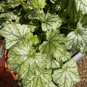 Heuchera 'Paris' 1L