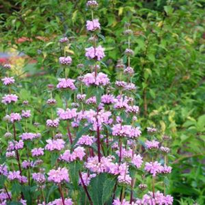 Phlomis tuberosa Amazone 3L