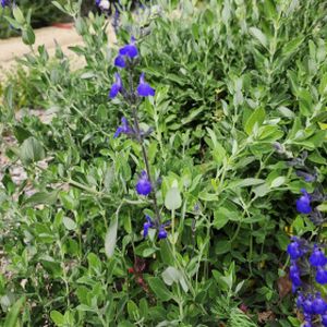 Salvia 'Blue Note' 2L