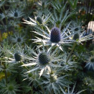 Eryngium x zabelii 'Jos Eijking' 2L