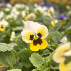 Viola F1 Sorbet Lemon Ice Blotch Multi-Pack