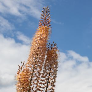 Eremurus 'Romance' 3L