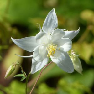 Aquilegia vulgaris var. alba 3L