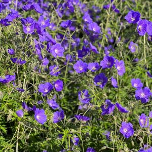 Geranium 'Eureka Blue' 2L