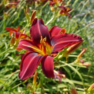 Hemerocallis 'Stafford' 2L