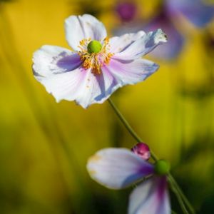 Anemone x hybrida 'Loreley' 2L