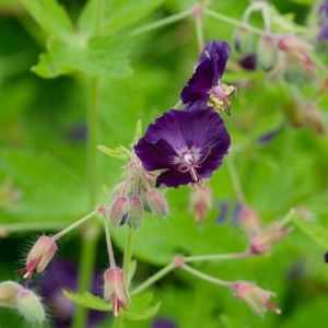 Geranium phaeum 'Raven' 2L