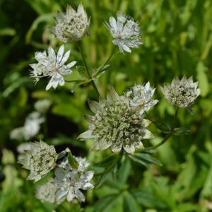 Astrantia 'Snow Star' 2L