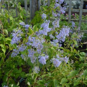 Ceanothus x delileanus 'Gloire de Versailles' (AGM) 3L