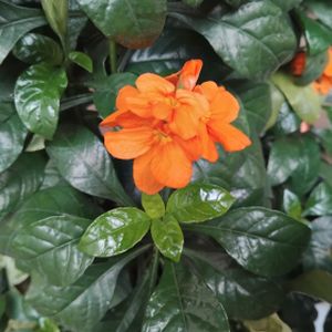 Crossandra 'Fortuna' (13cm Pot)