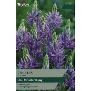 Taylors Camassia Quamash