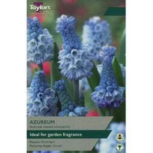 Taylors Ax Muscari Azureum