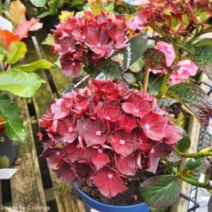 Hydrangea macrophylla Royalty Collection (Mixed) 3L