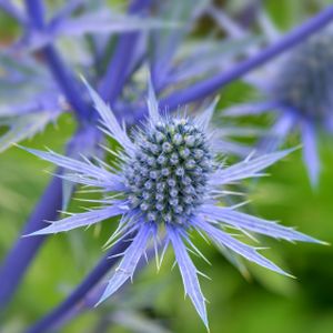 Eryngium planum 1L