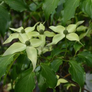 Cornus peve 'Sammy' 10L