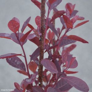 Cotinus coggygria 'Lilla' 3L