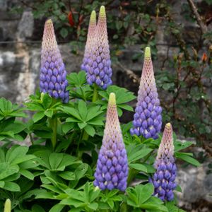 Lupinus 'Persian Slipper' 5L