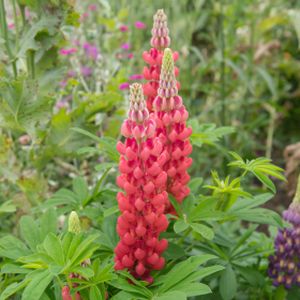 Lupinus West Country 'Red Rum' 5L