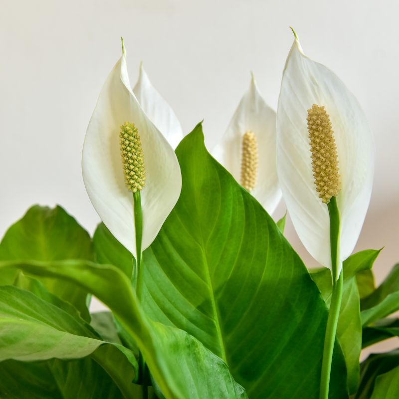 Peace Lily Spathiphyllum 'Bellini' (13cm Pot) - Coolings Garden Centre