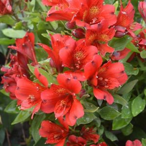 Alstroemeria 'Inca Vito' 3L