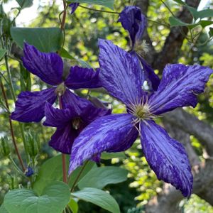 Clematis 'Tie Dye' 3L