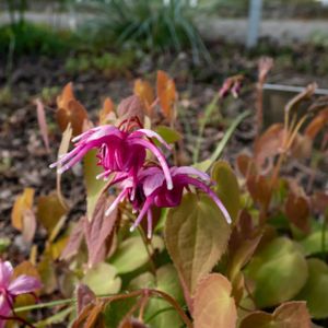 Epimedium 'Red Beauty' 2L