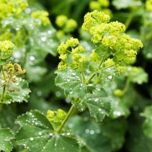 Alchemilla sericata 'Gold Strike' 3L