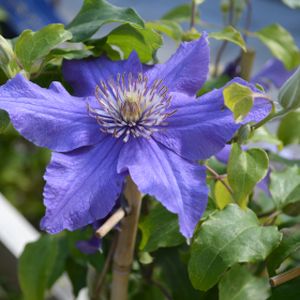 Clematis 'Sacha' (syn 'Evipo 060') 3L