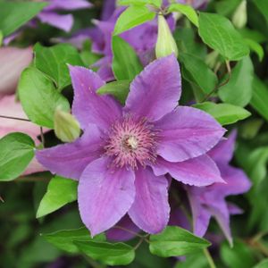 Clematis 'Ines' 3L