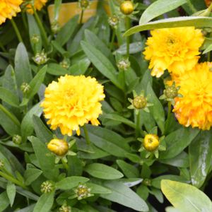 Coreopsis 'Solanna Golden Sphere' 2L