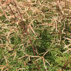 Aruncus 'Horatio' 2L