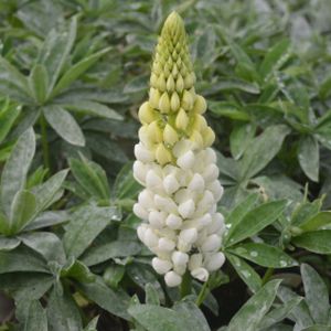 Lupinus West Country 'Polar Princess' 3L