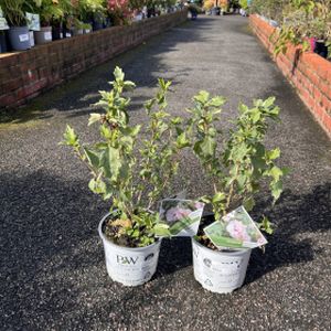 Hydrangea paniculata 'Little Quick Fire' 3L