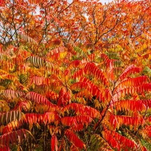 Rhus typhina 3L