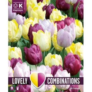 Kapiteyn Tulip Yellow, Purple, Lilac Mix (20)