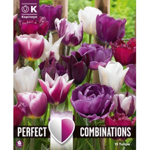 Kapiteyn Tulip Violet, White Blend Mix (15)