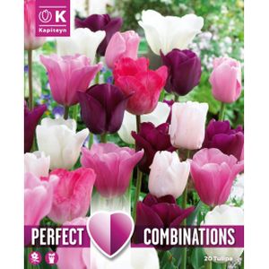 Kapiteyn Tulip Pink, White, Purple Blend Mix (20)