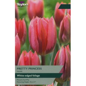 Taylors Tulip Pretty Princess